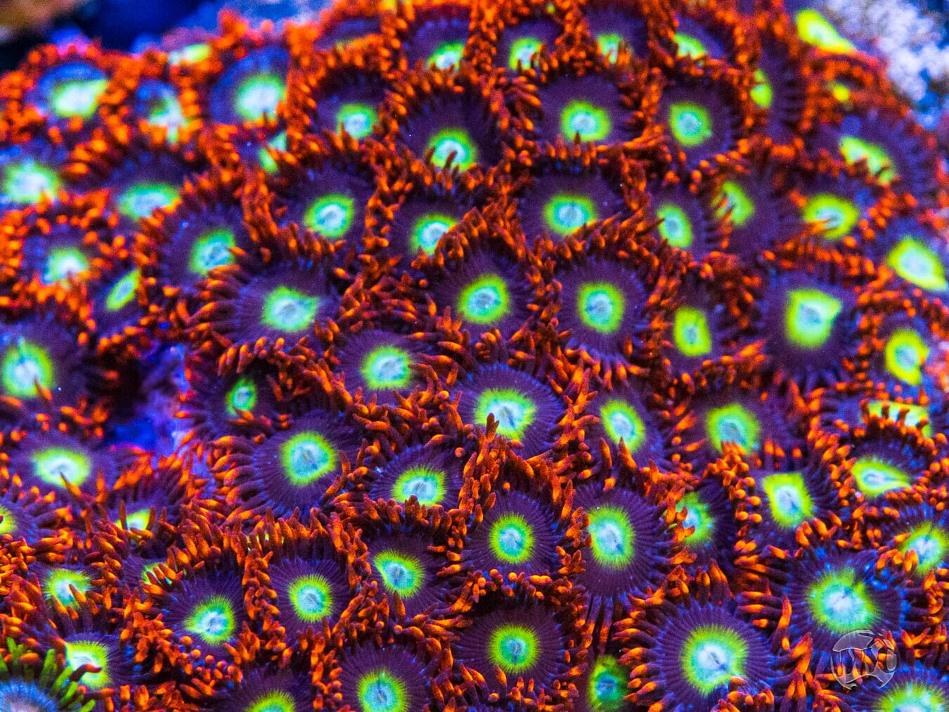 Circus Zoanthids