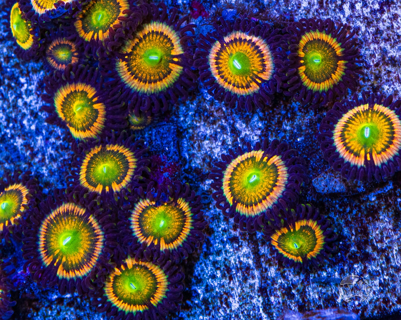 Citrus Cooler Zoanthids
