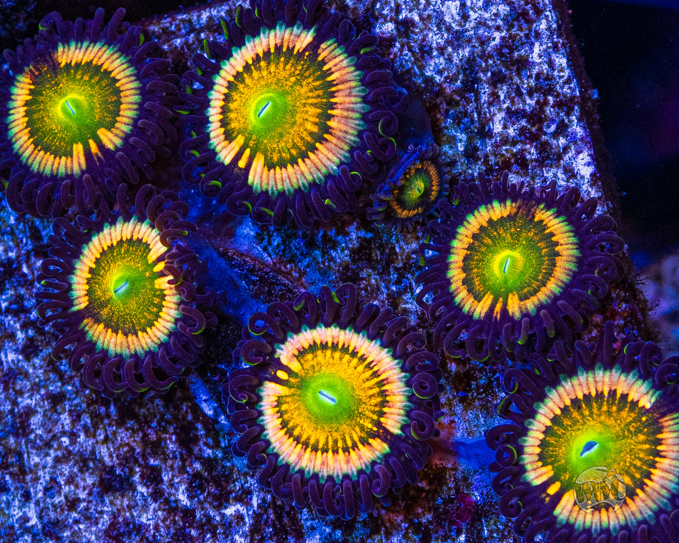 Citrus Cooler Zoanthids