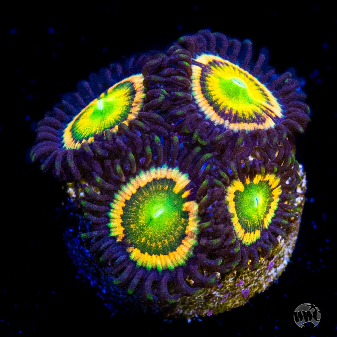 Citrus Cooler Zoanthids