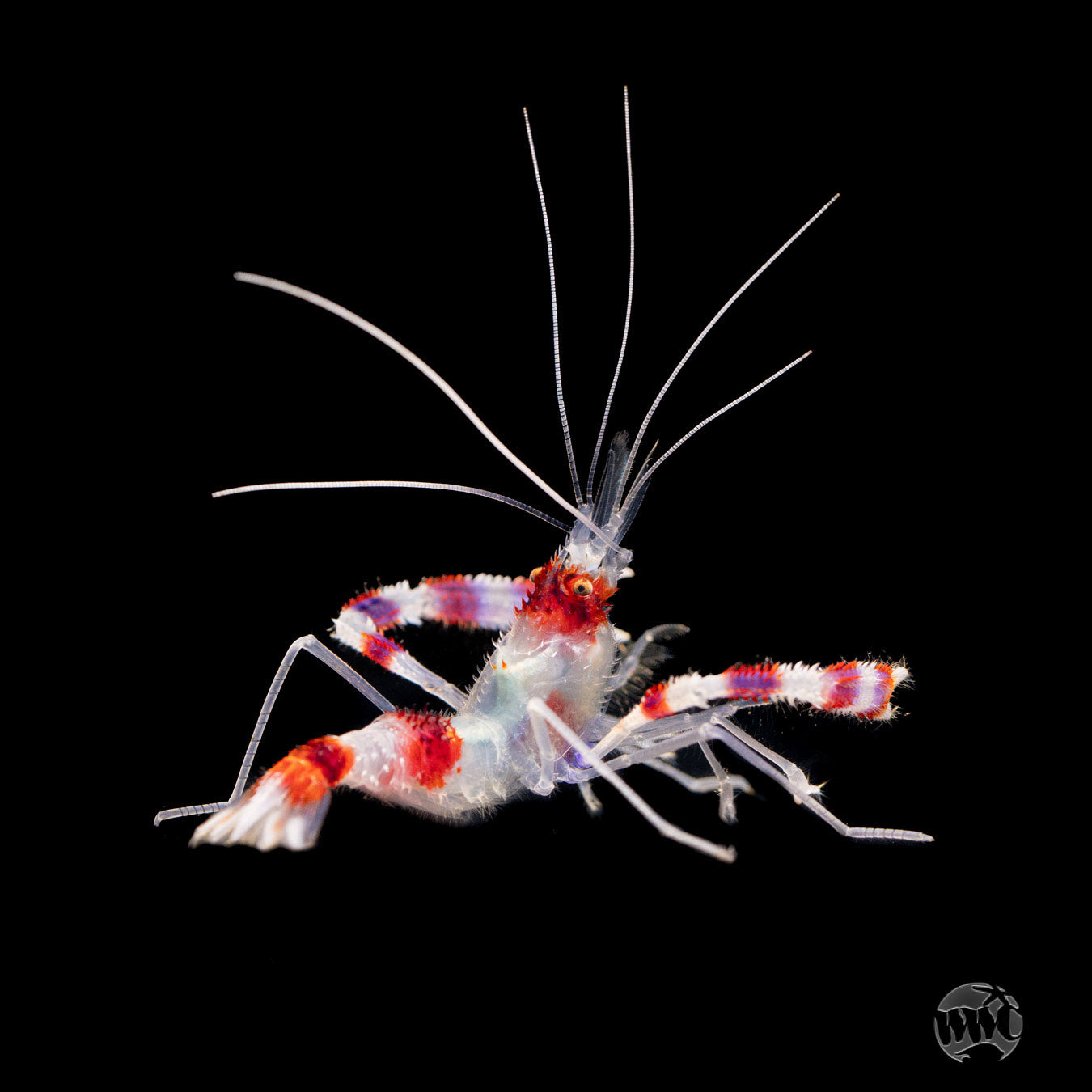 Coral Banded Shrimp