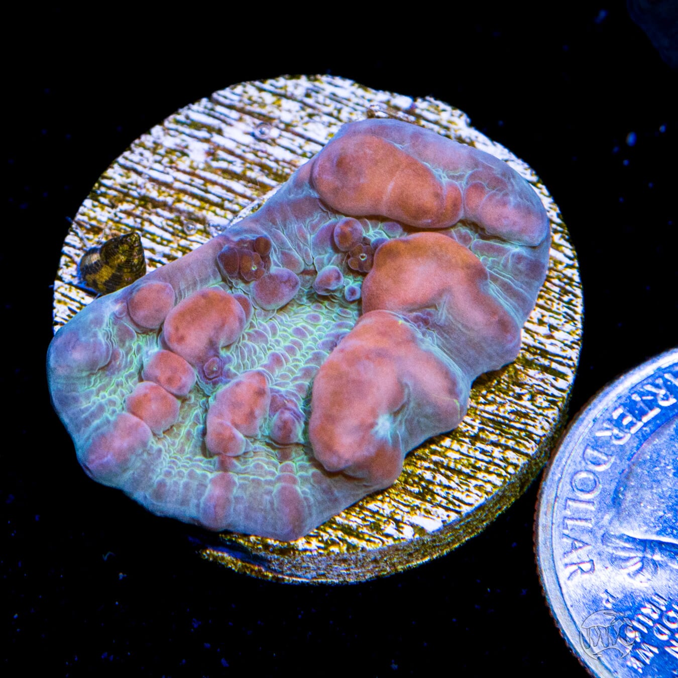 WWC Cosmic Candy Bounce Chalice Coral