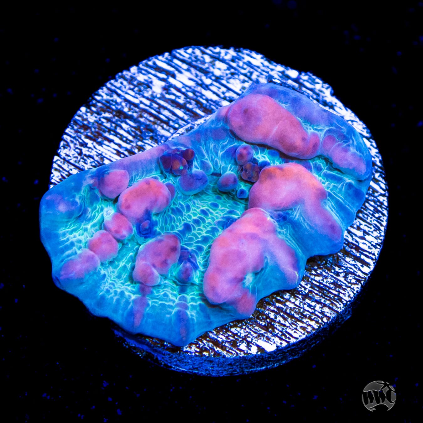 WWC Cosmic Candy Bounce Chalice Coral