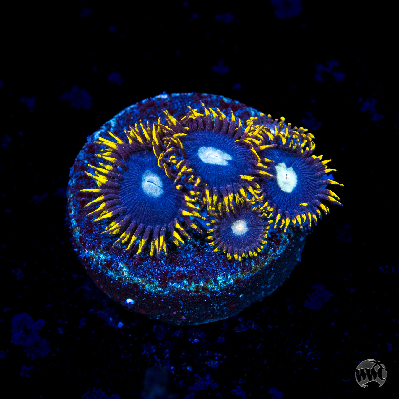 WWC Crown Royal Zoanthids