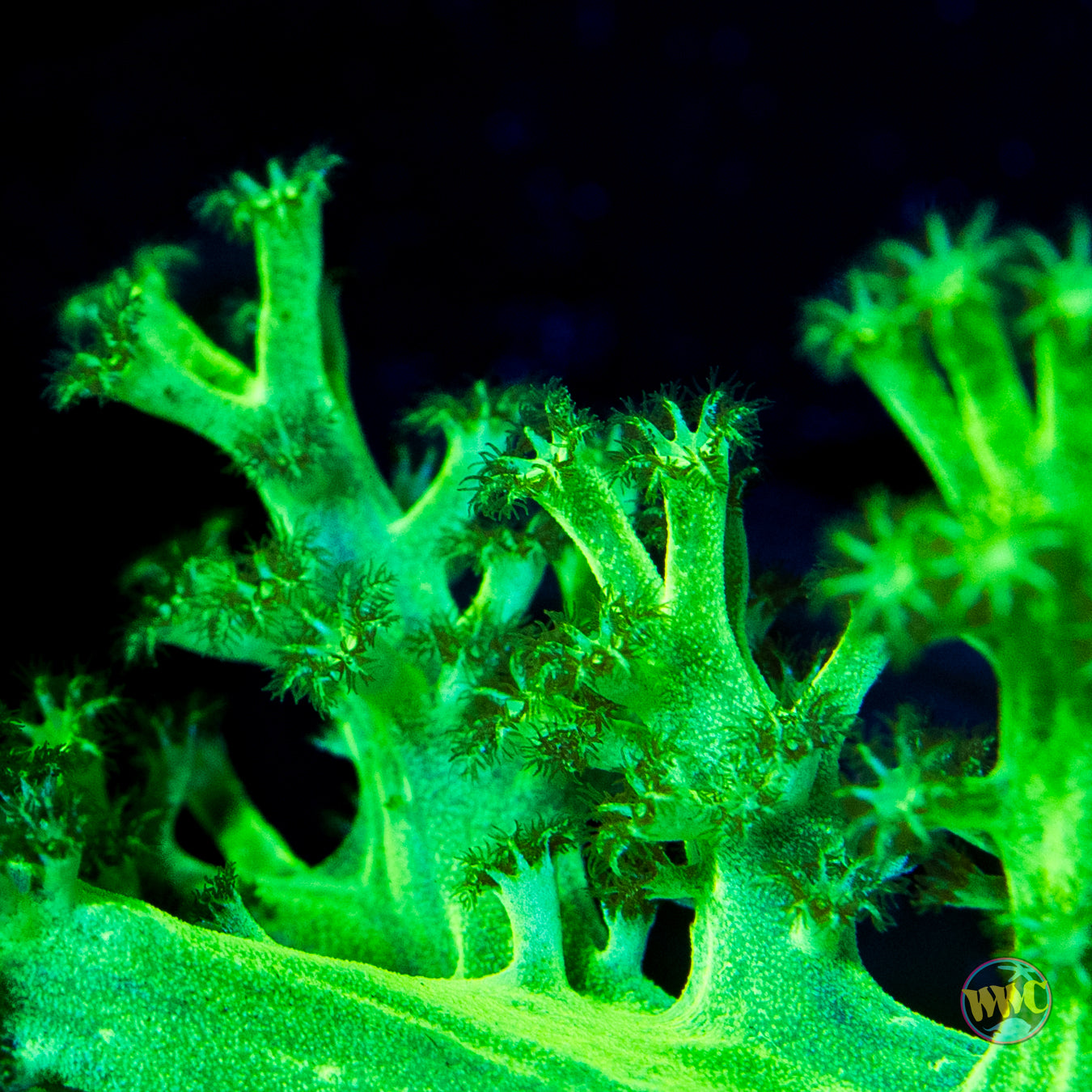 WWC Green Goddess Solomon Hairy Leather