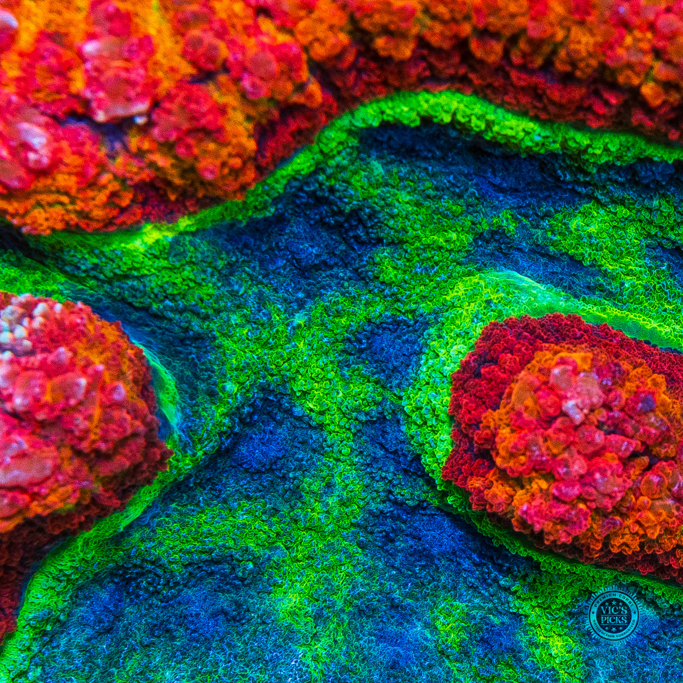 Christmas Vibes Symphyllia