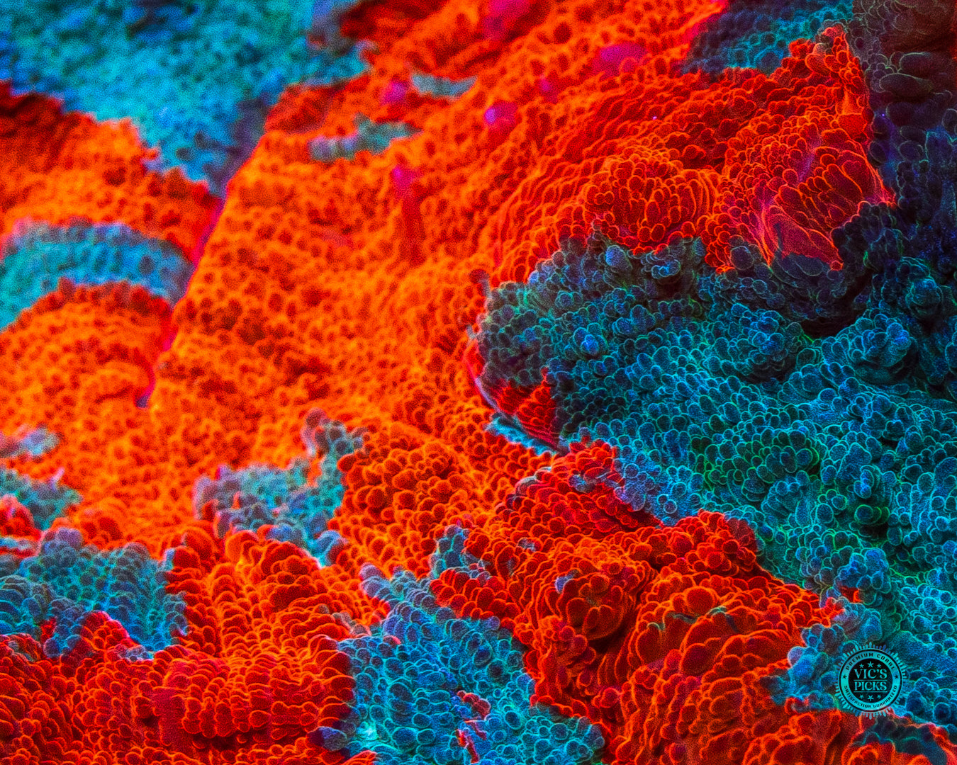 Kaleidoscope Acanthophyllia