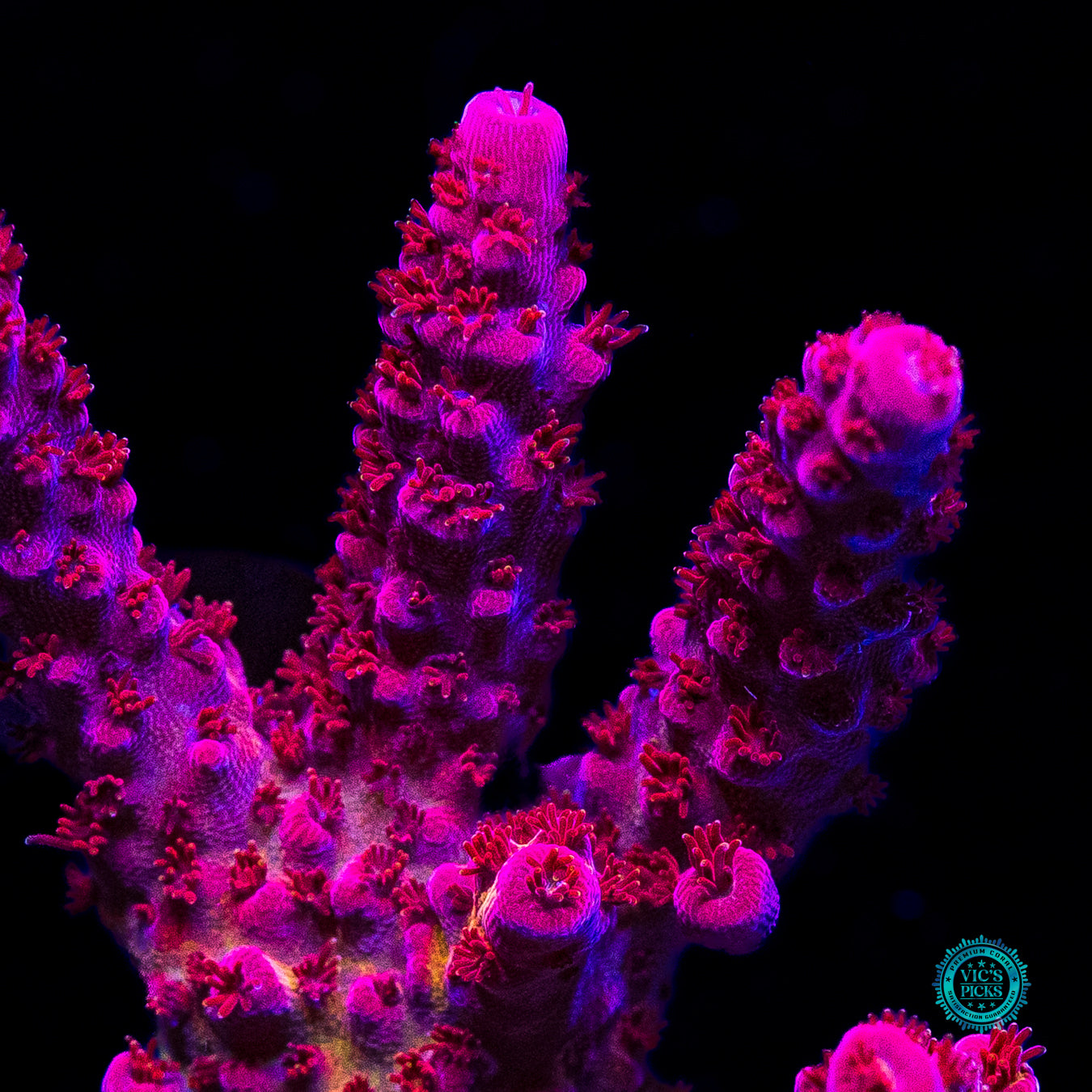 LG PC Rainbow Acropora