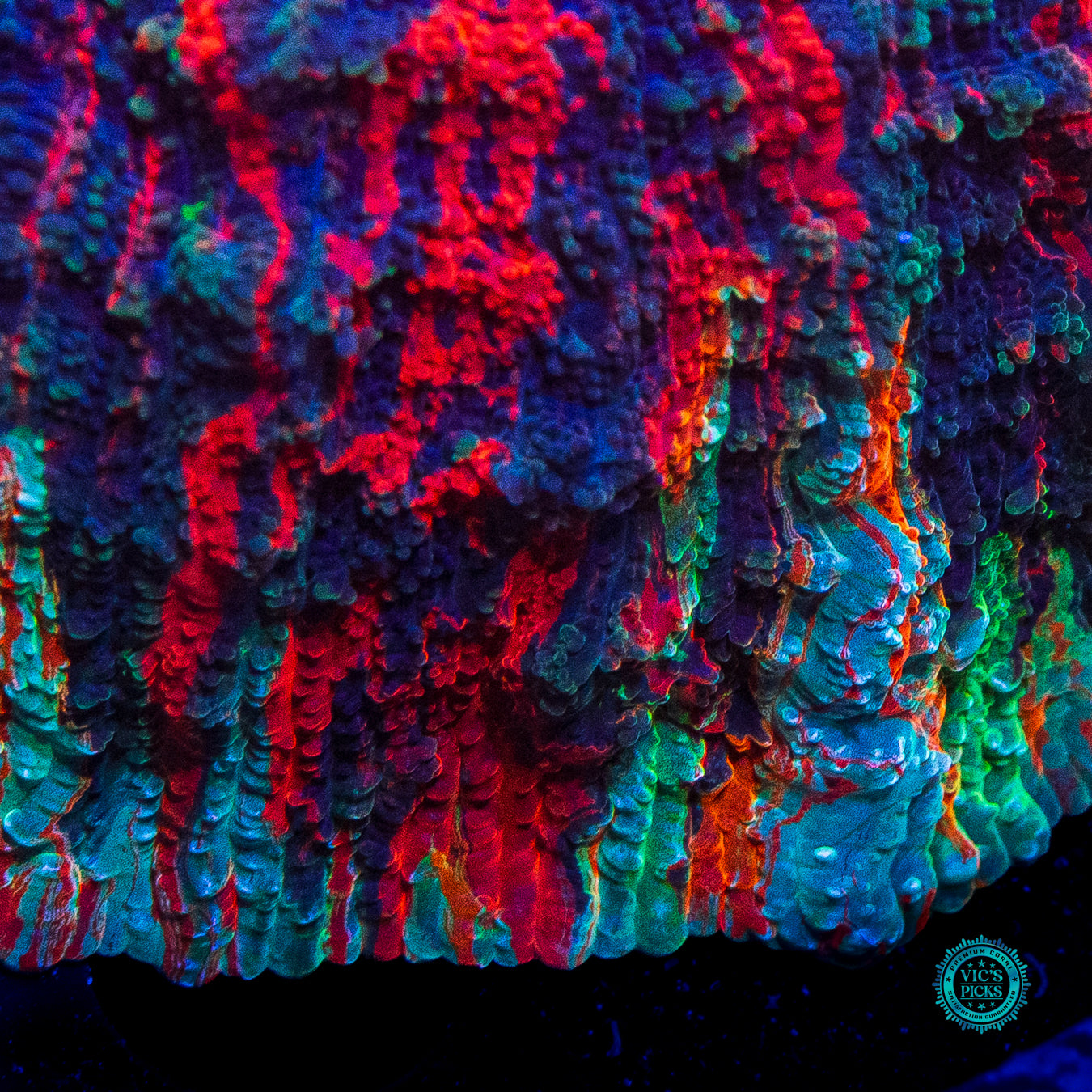 Perfect Storm Acanthophyllia