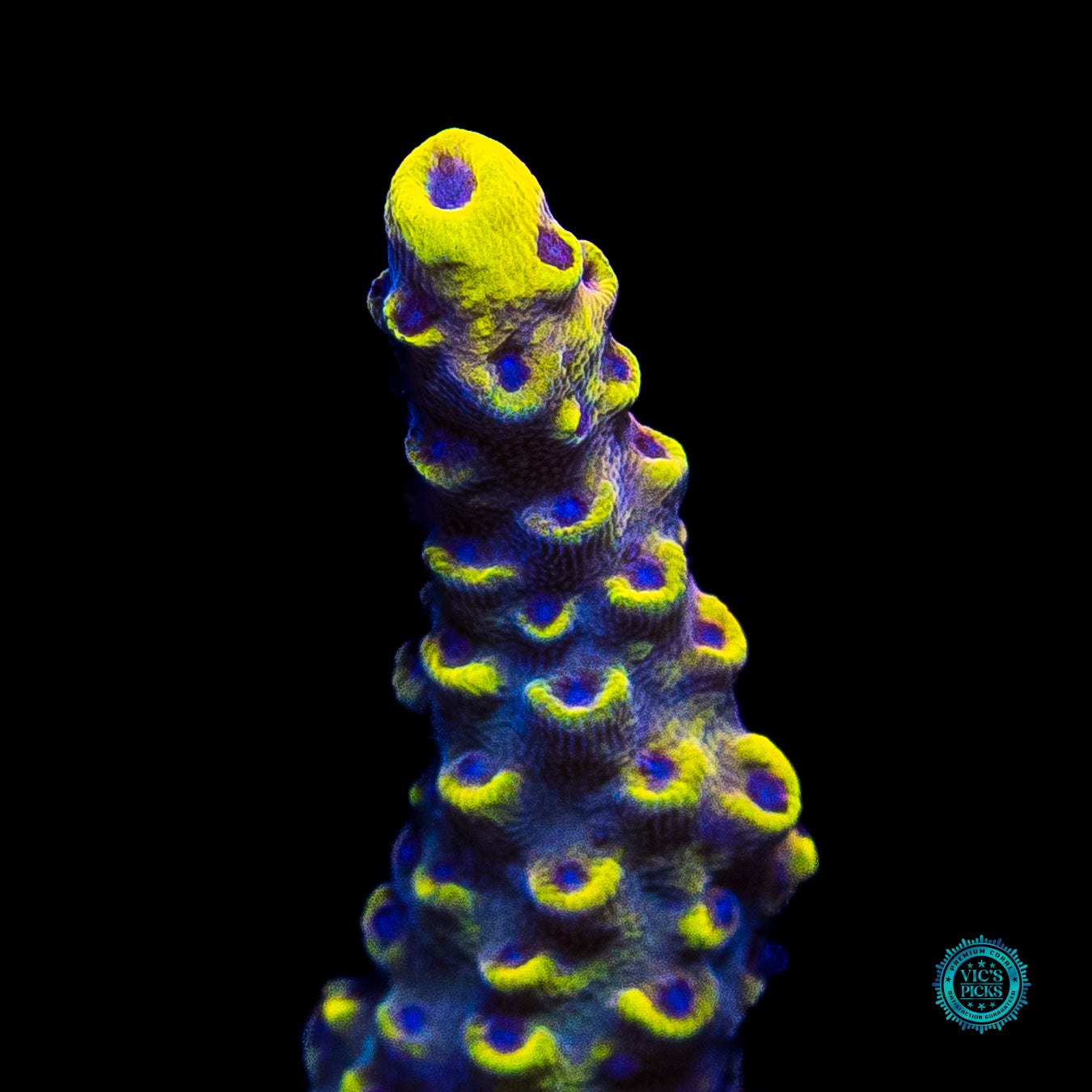 WWC Yellow Fever Acropora