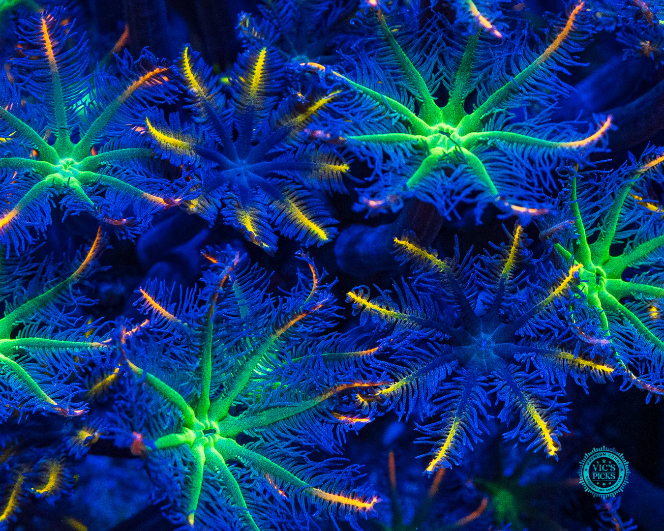 High Voltage and Lemon Tipped Combo Clove Polyps