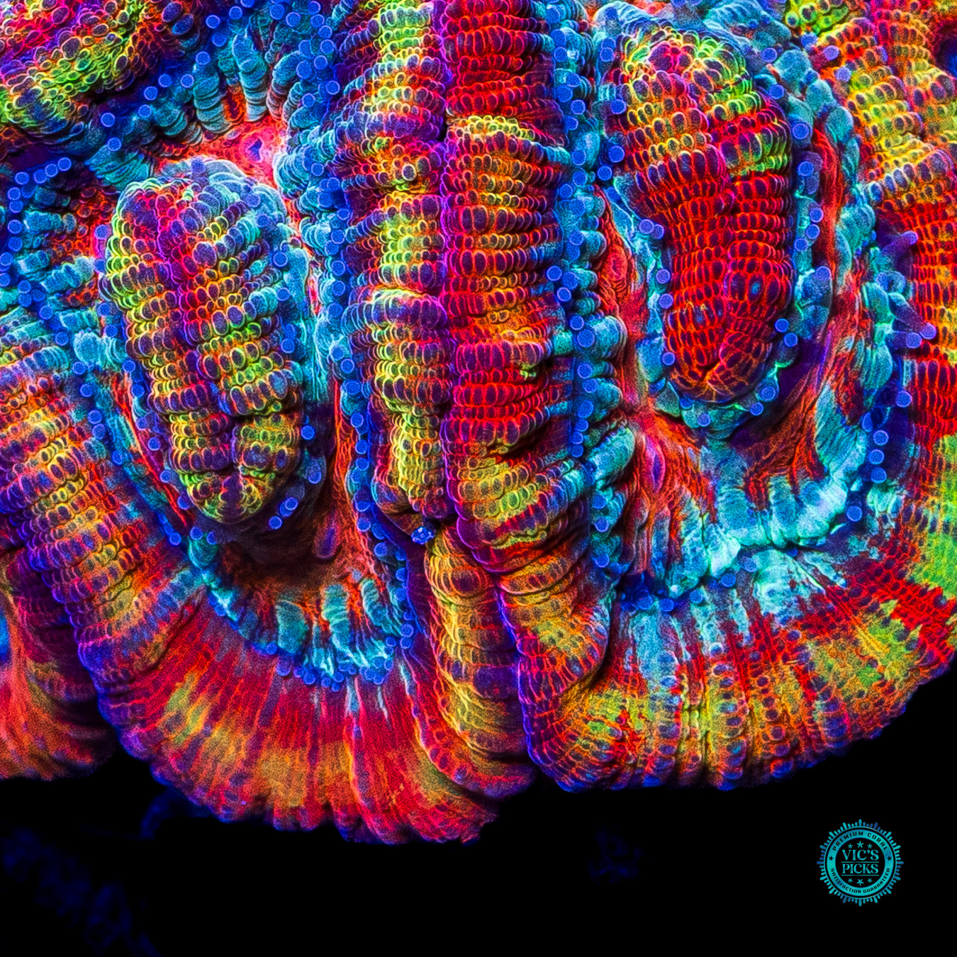 Rainbow Tiger Symphyllia Wilsoni