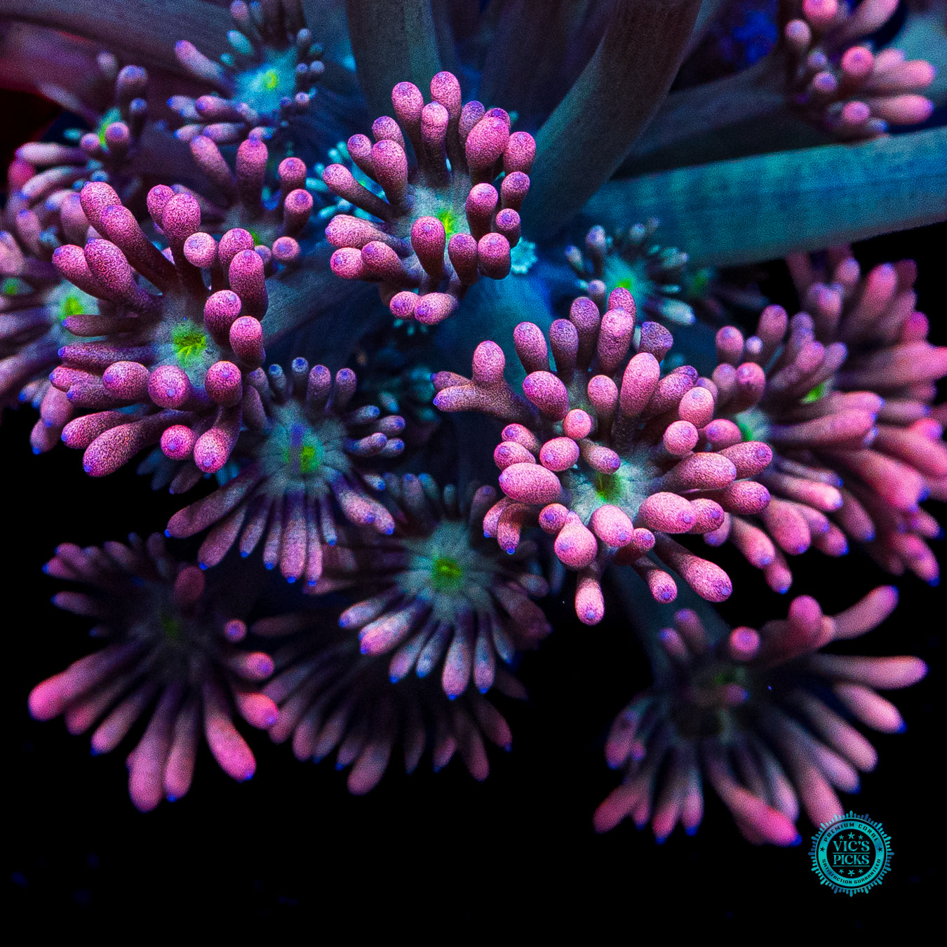 WWC Bay Watch Goniopora