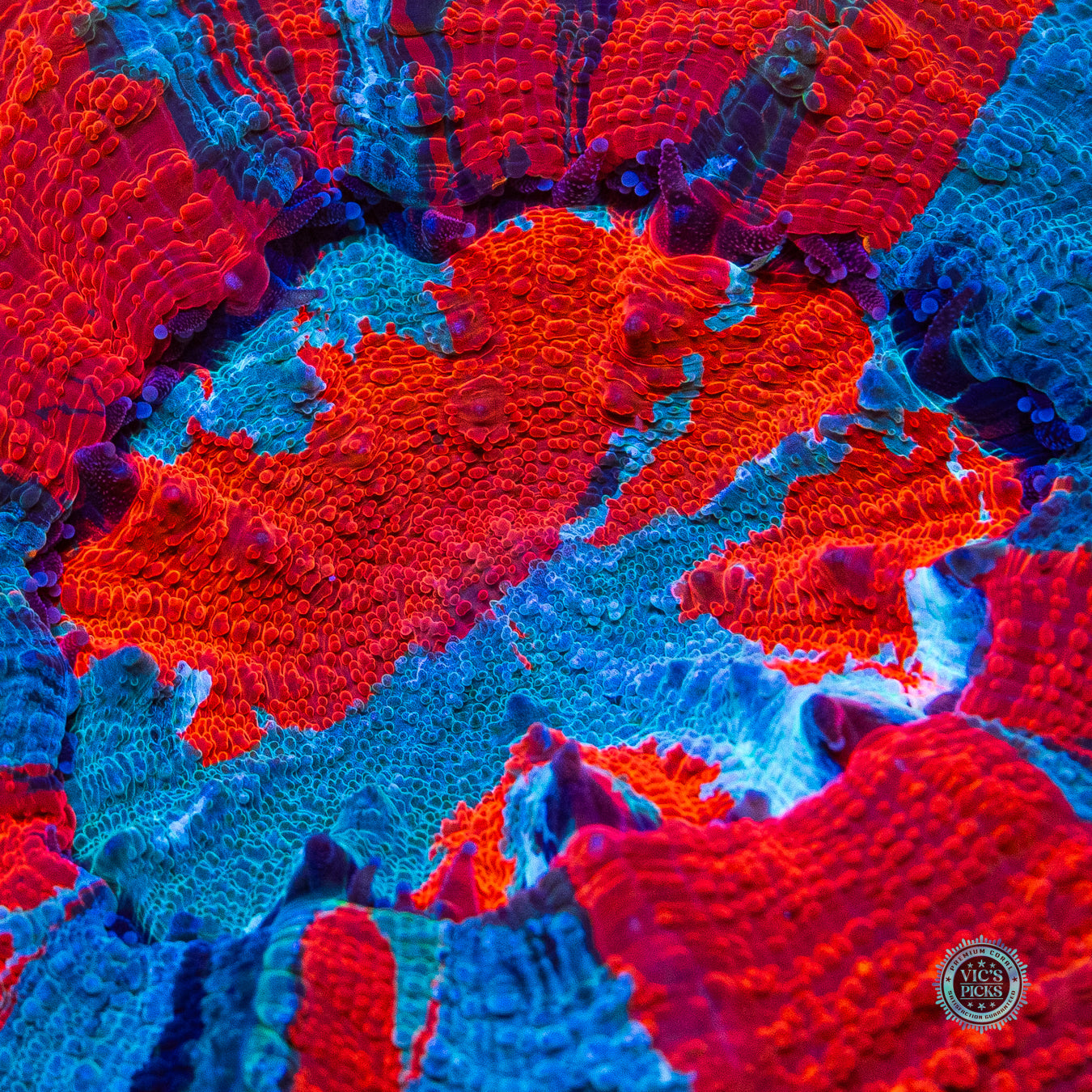 Fire and Ice Acanthophyllia