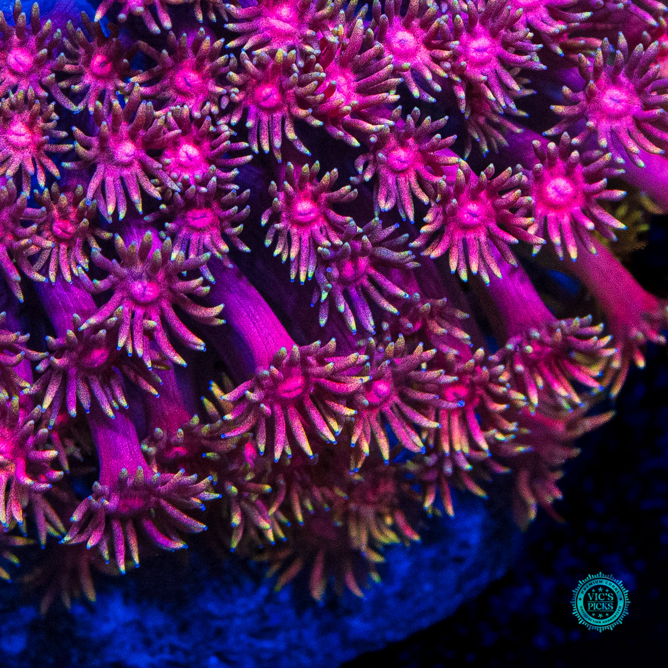 Totem Twister Goniopora