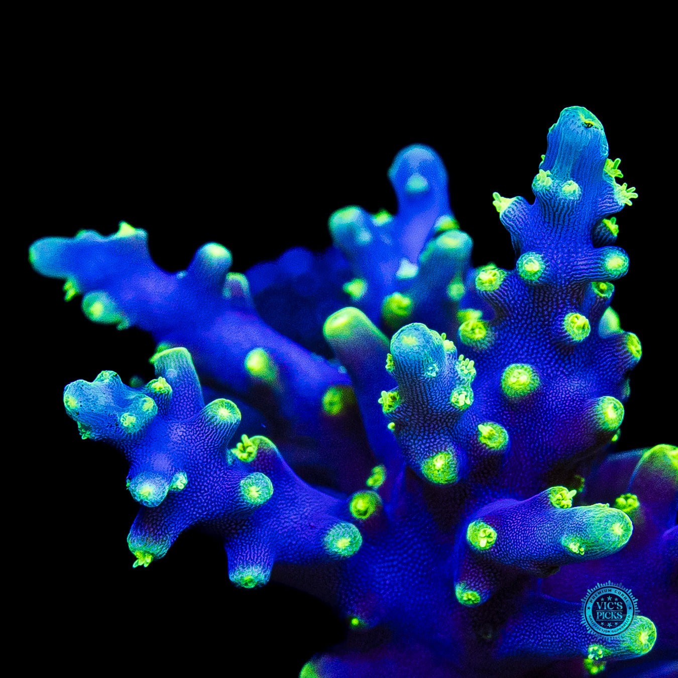 WWC Moonshine Acropora