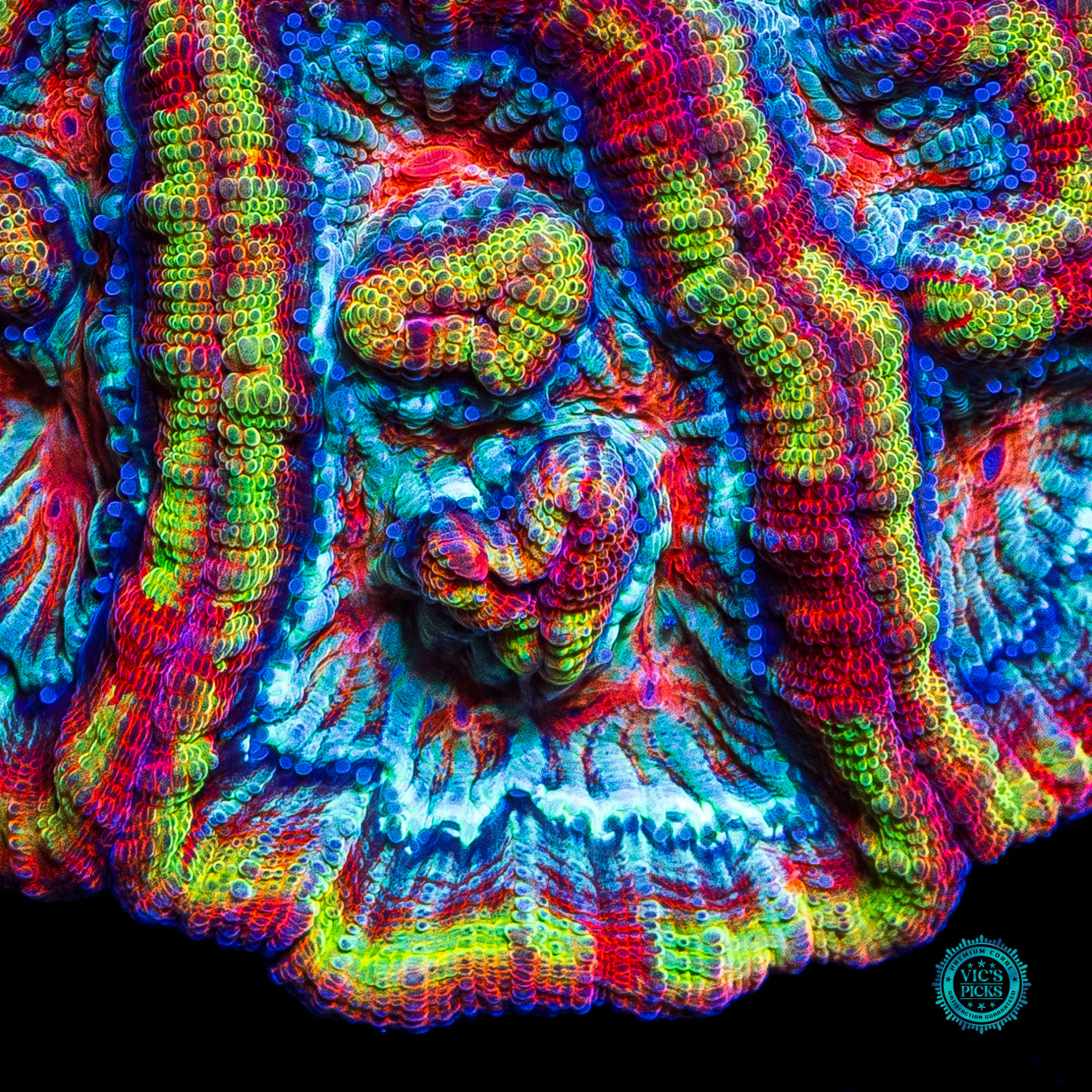 Rainbow Tiger Symphyllia Wilsoni