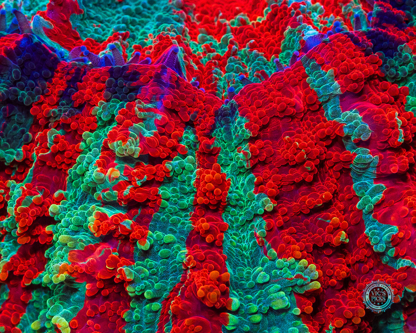 Eternal Sunset Acanthophyllia