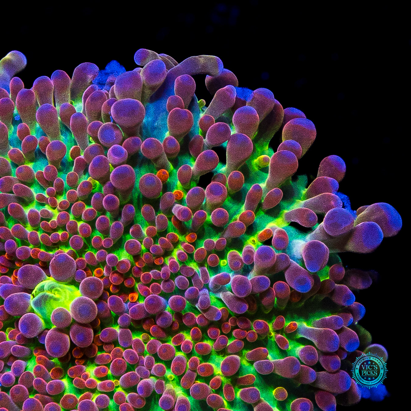 Stormrage Yuma Mushroom