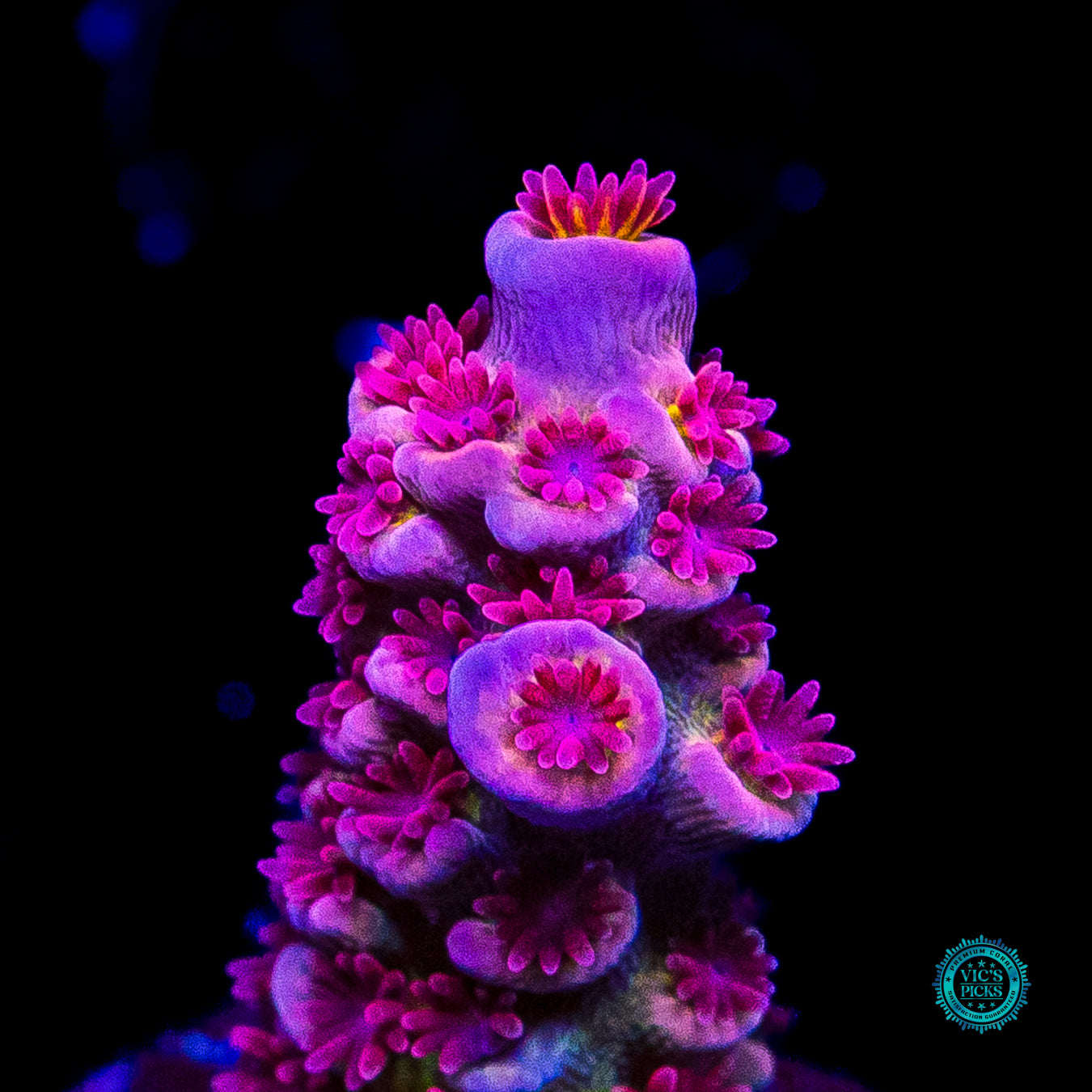WWC Maximum Effort Tenuis Acropora