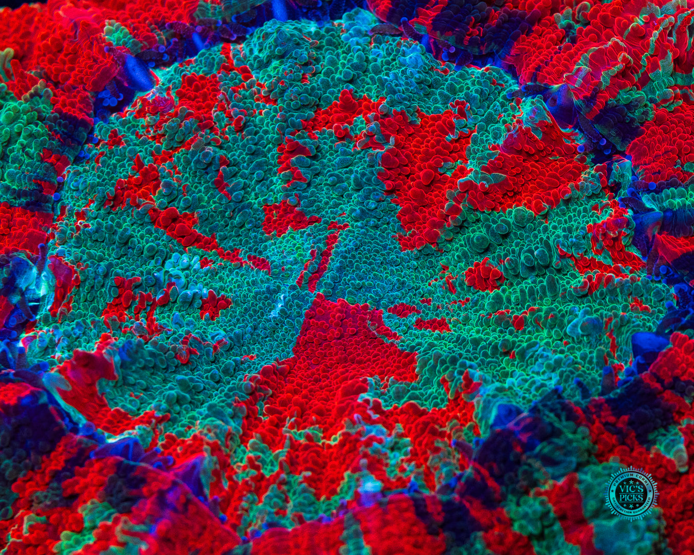 Eternal Sunset Acanthophyllia