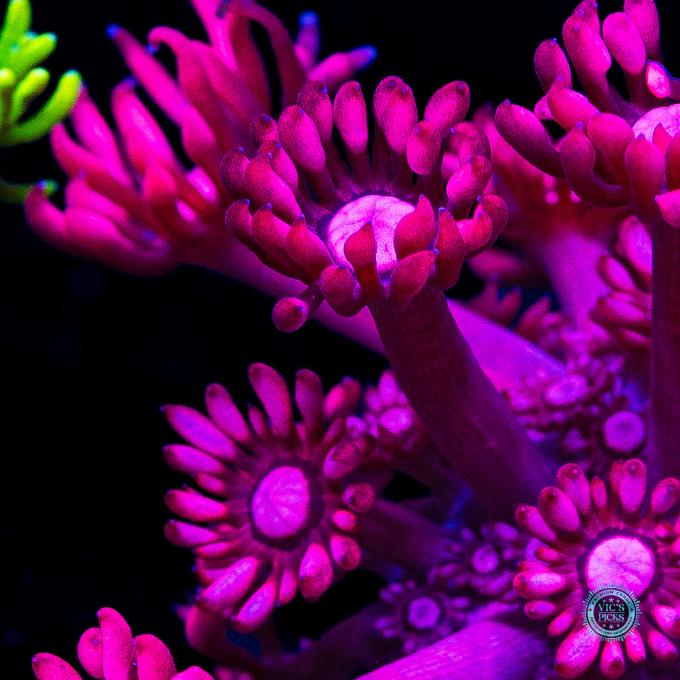 Pink Lotus Goniopora