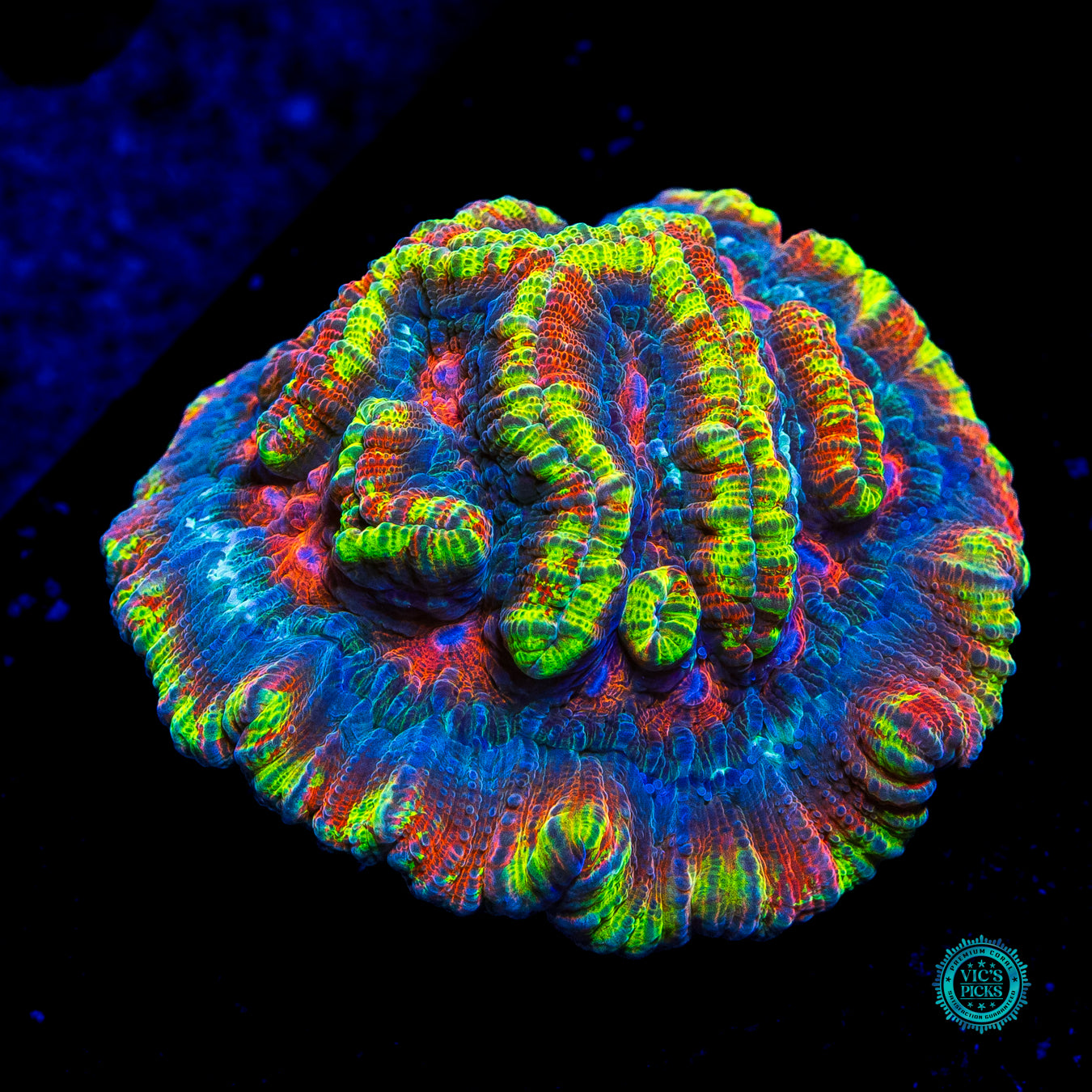 Sunshine Tiger Syphyllia Wilsoni