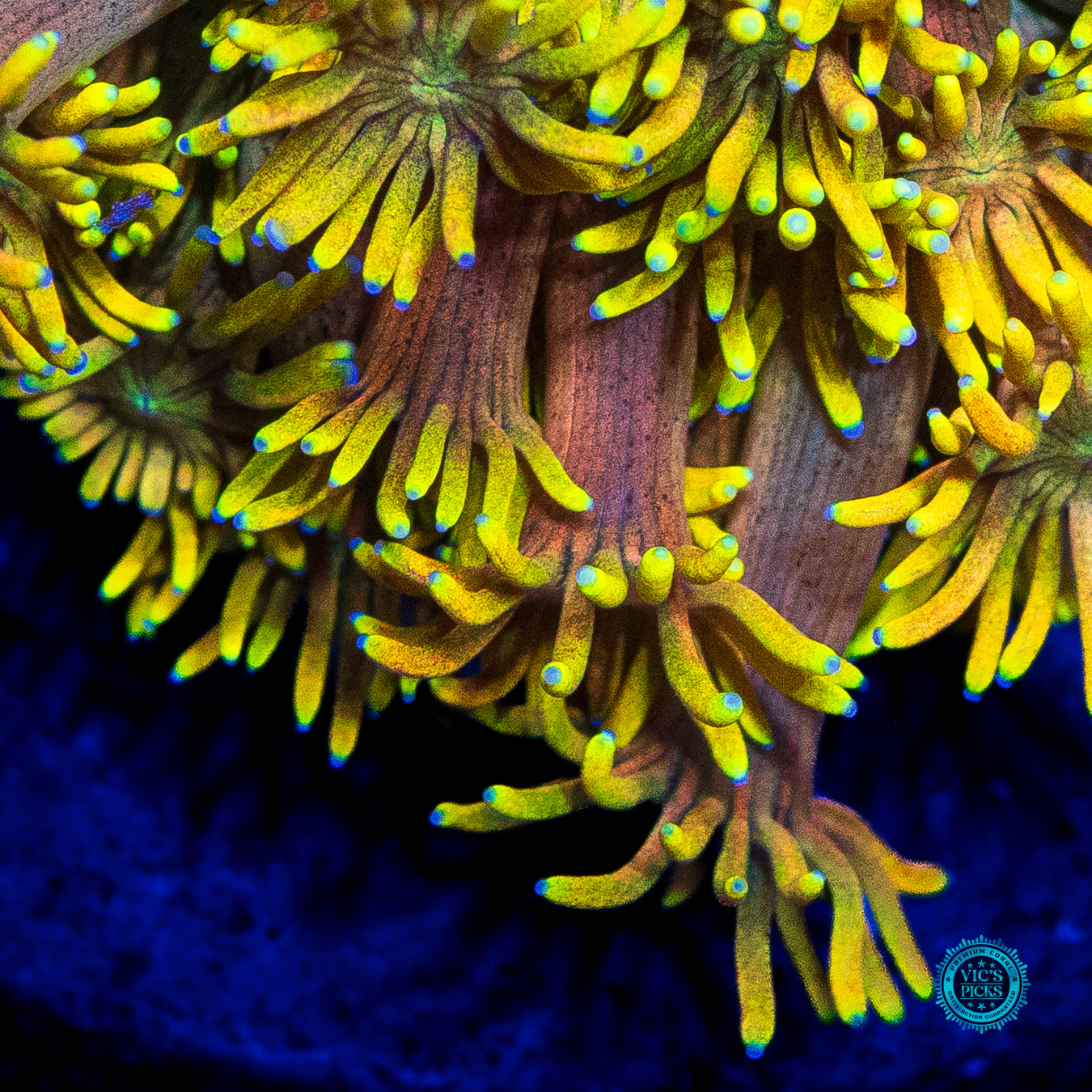 Dandelion Dreamz Goniopora