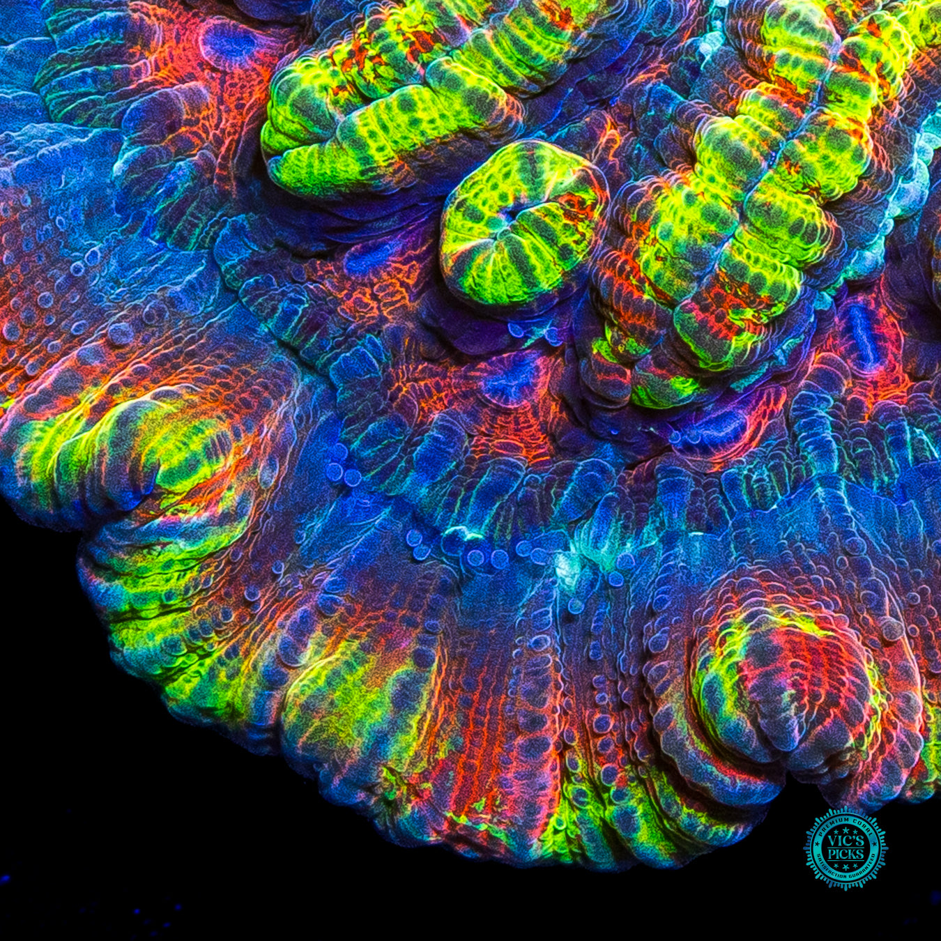 Sunshine Tiger Syphyllia Wilsoni