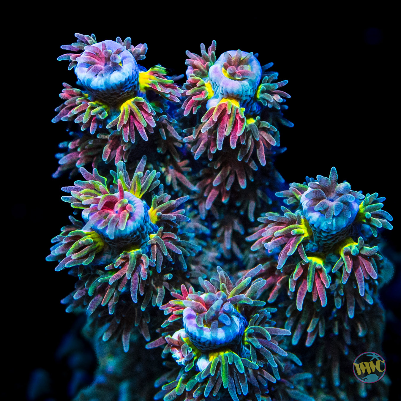 WWC Hair of the Dog Tenuis Acropora