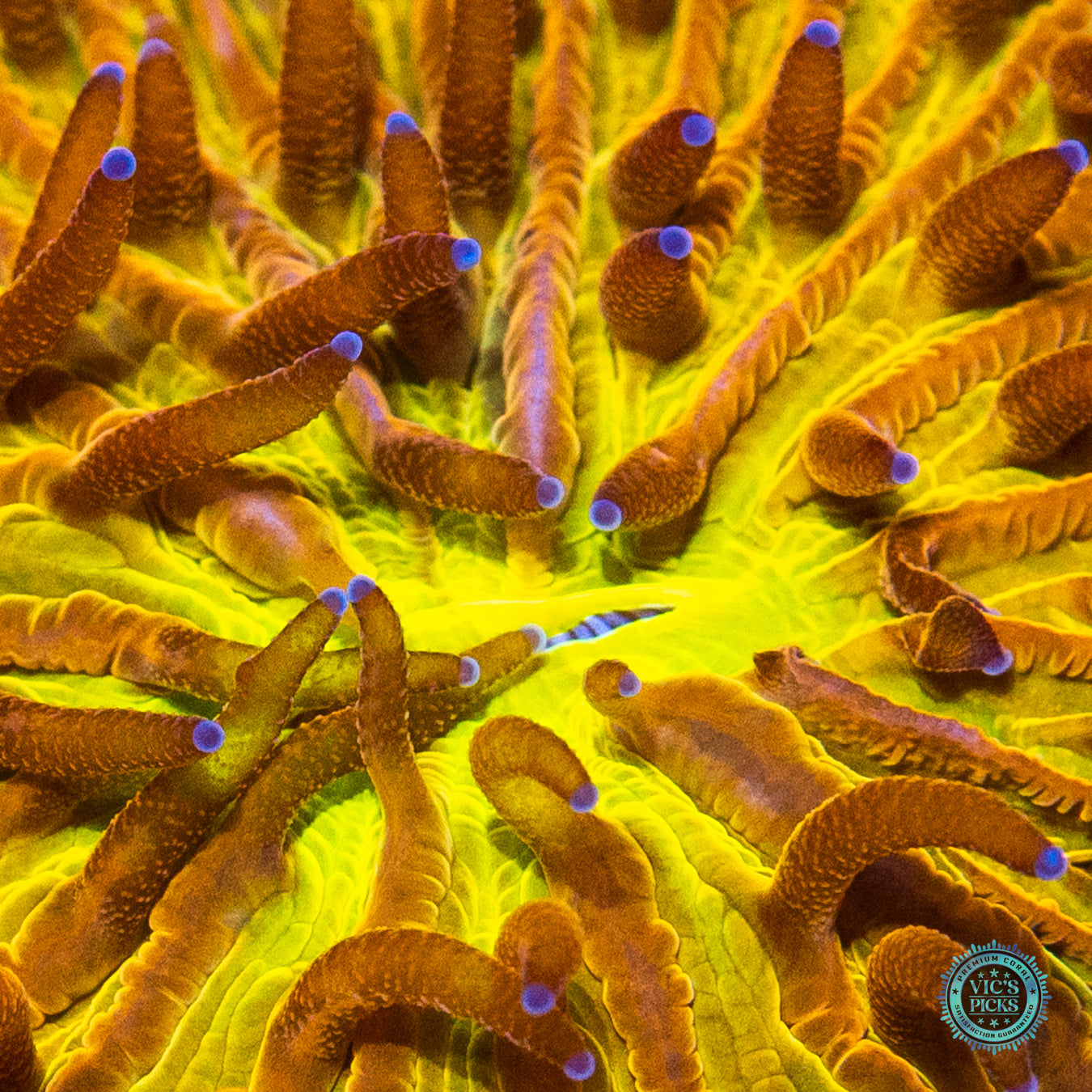 Sun Burst Plate Coral