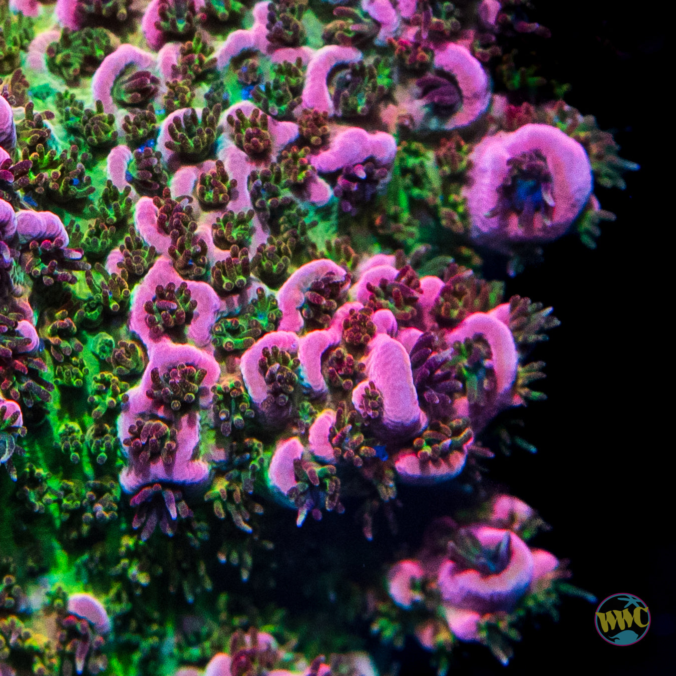 LG WWC Suicide Squad Acropora