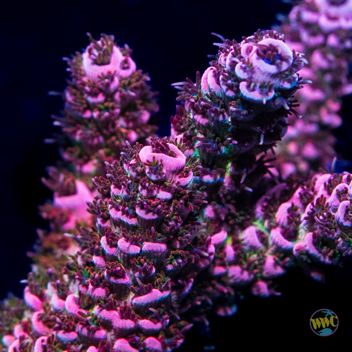 LG WWC Suicide Squad Acropora