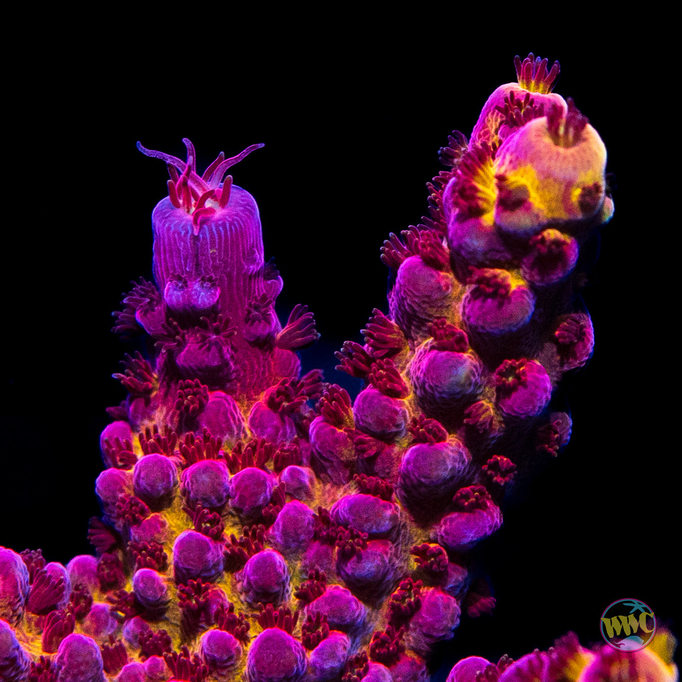 XL PC Rainbow Acropora