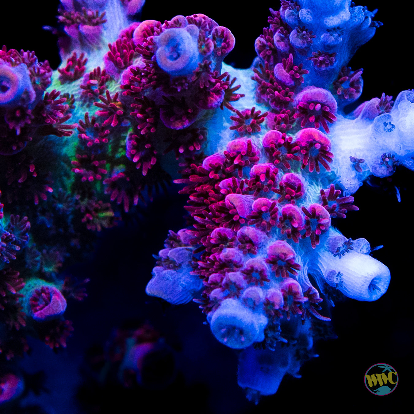 LG WWC Jello Shot Acropora