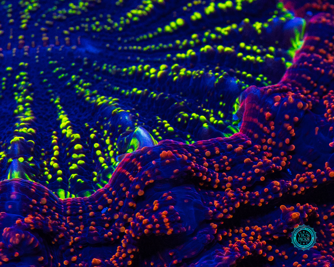 Shadowmoon Acanthophyllia