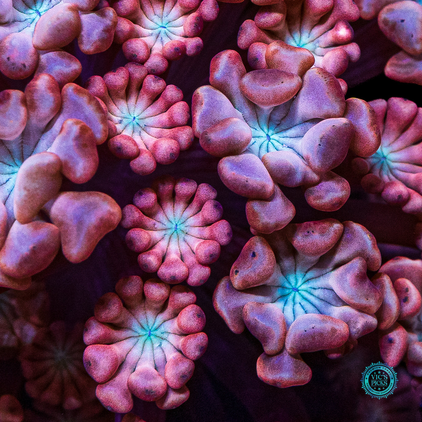 WWC Rose Hologram Alveopora