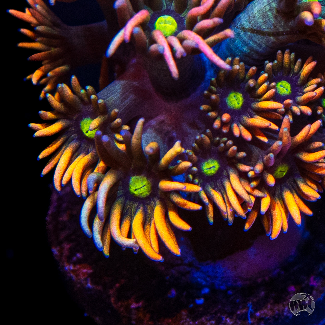 WWC Bomb Diggity Goniopora