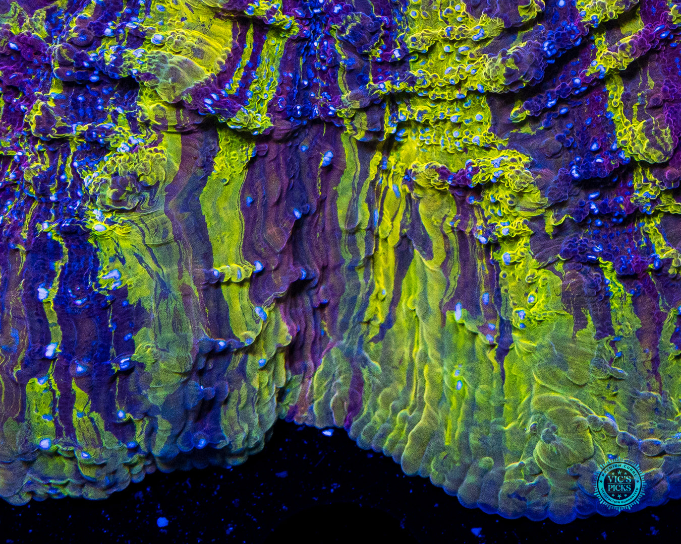 Shadowlord Acanthophyllia