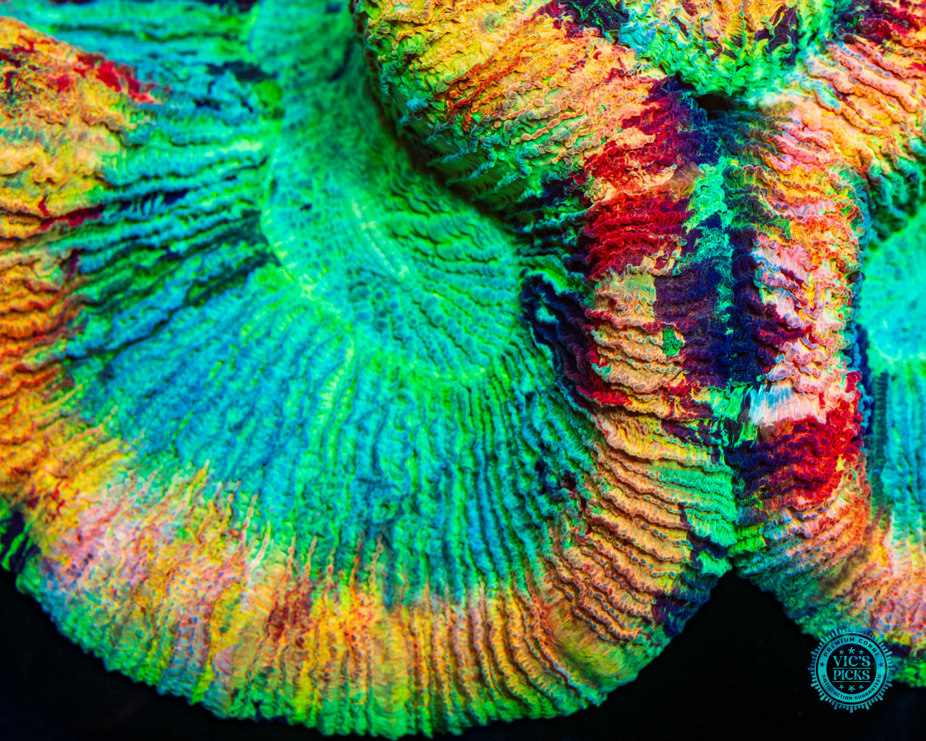 Mango Madness Trachyphyllia