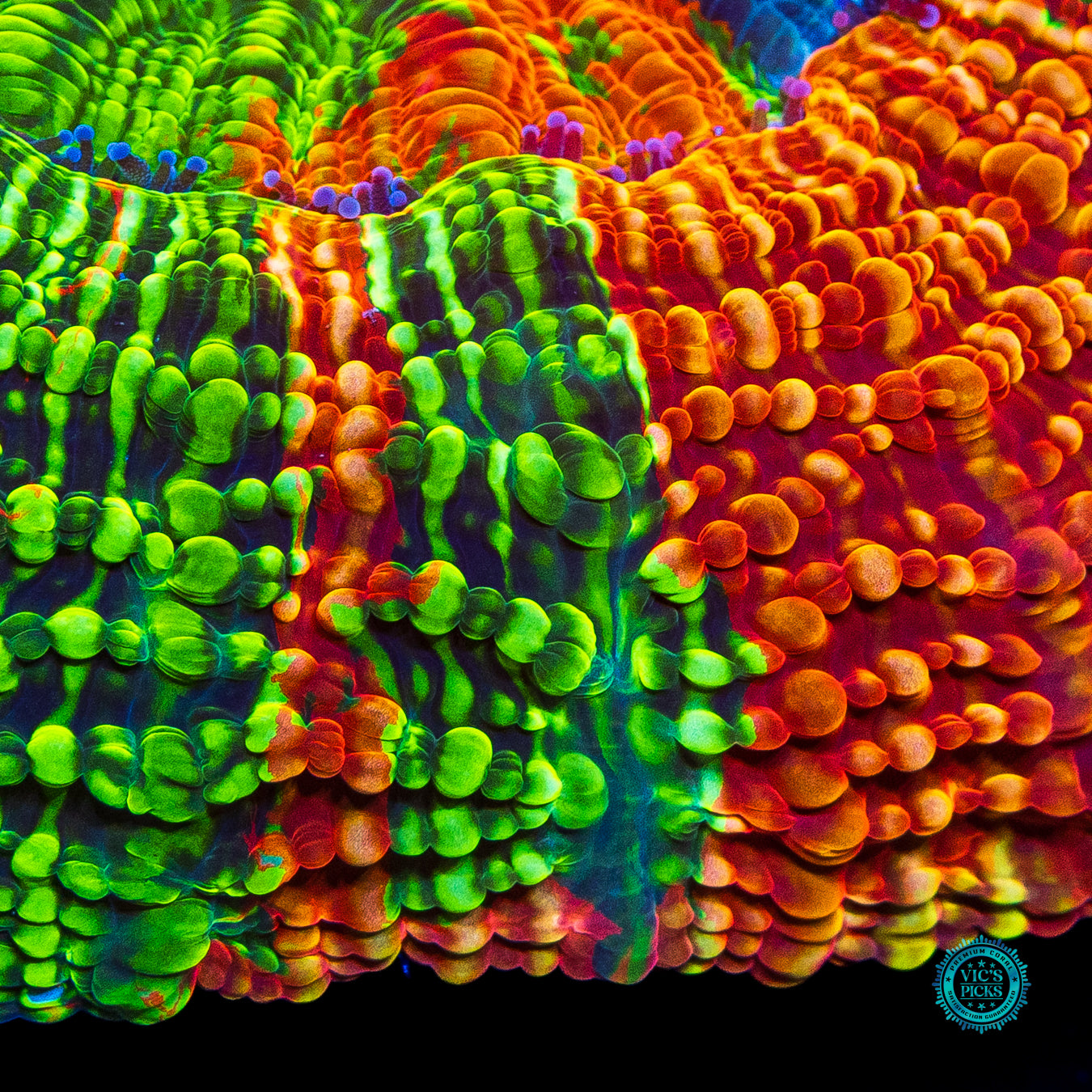 Primetime Acanthophyllia