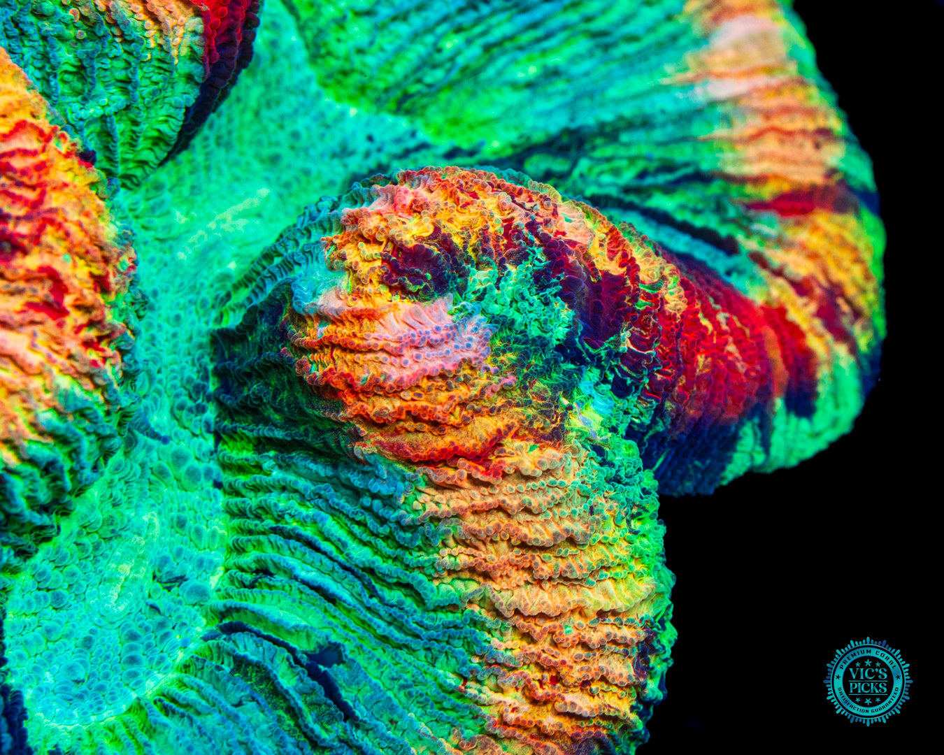 Mango Madness Trachyphyllia