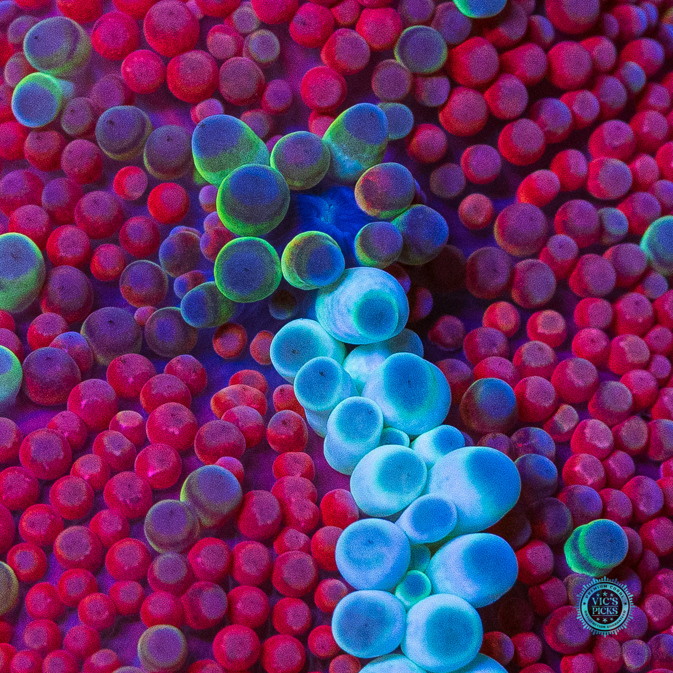 XL Frosted Wildberries Yuma Mushroom