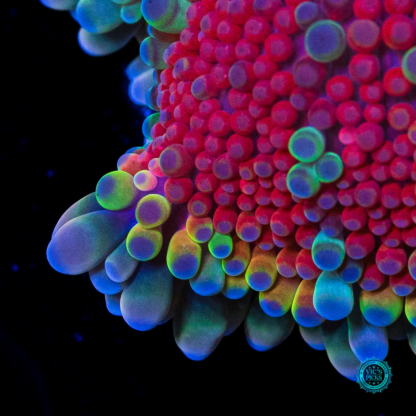 XL Frosted Wildberries Yuma Mushroom