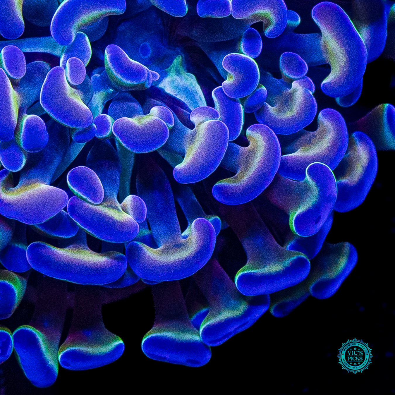 Hologram Branching Hammer