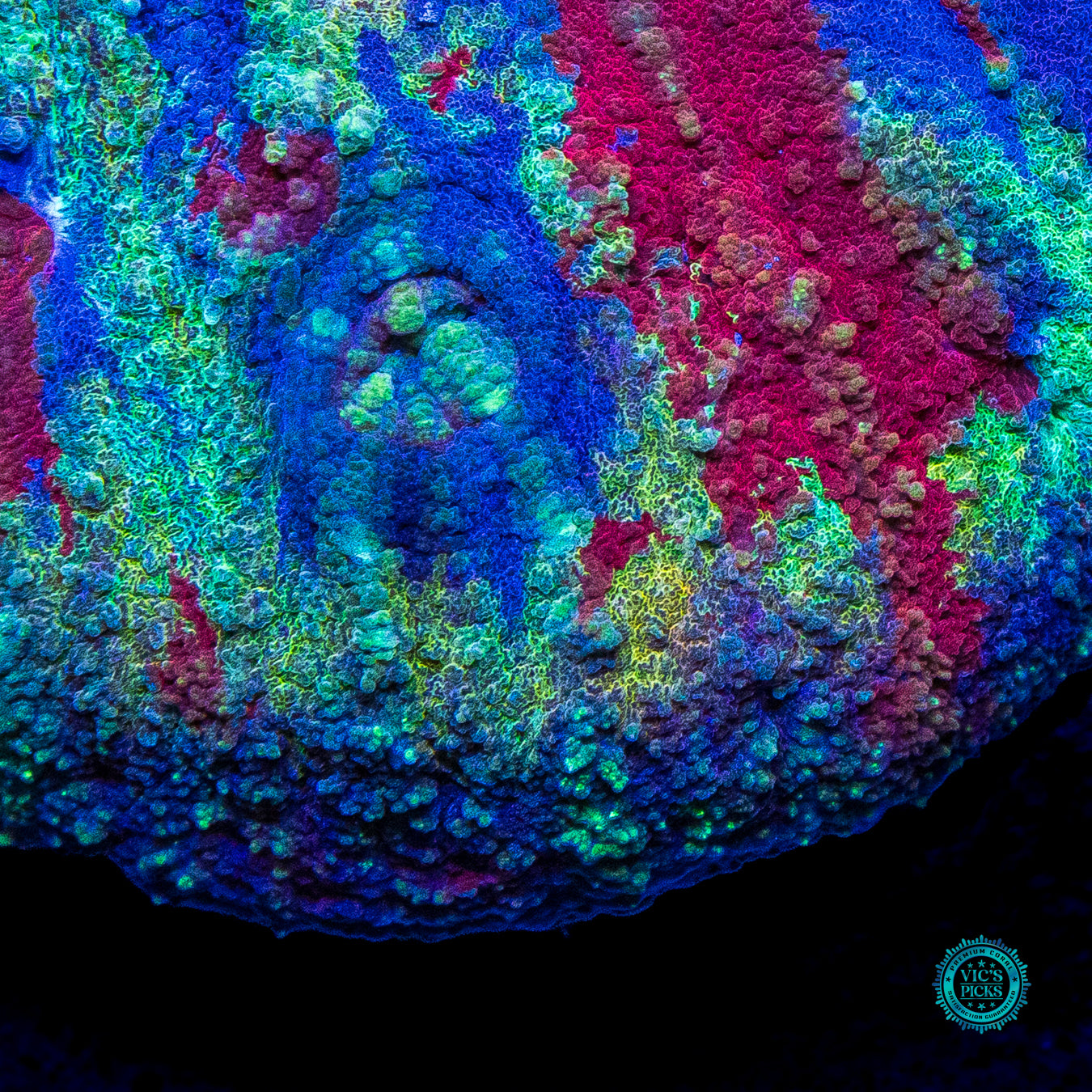 Tribal Warpaint Australomussa