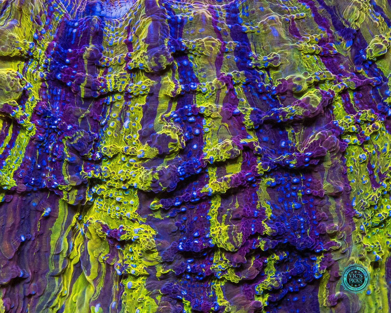 Shadowlord Acanthophyllia