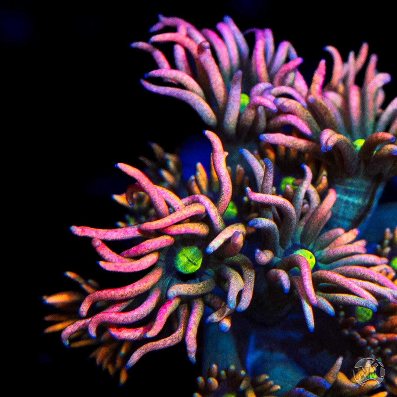 WWC Bomb Diggity Goniopora