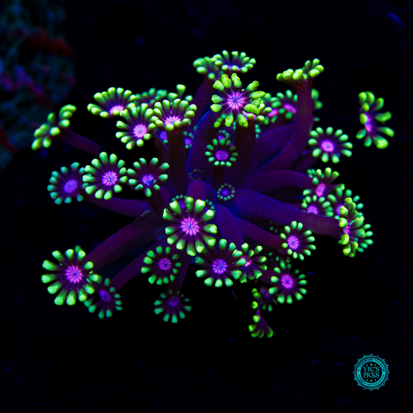 WWC Macho Man Alveopora