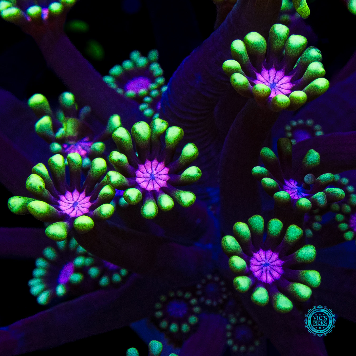 WWC Macho Man Alveopora